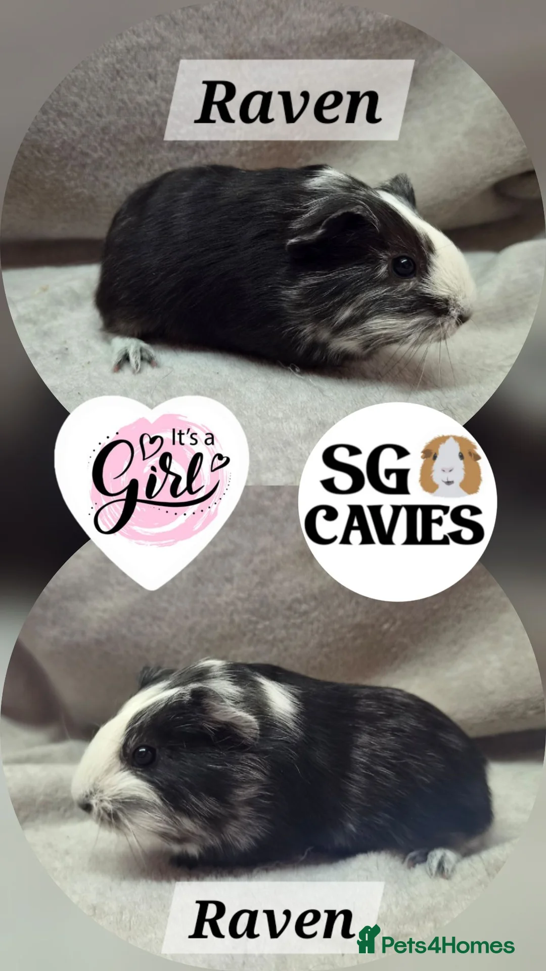 Guinea Pig rodents for sale: Stunning baby guinea pigs for sale  - Advert 2