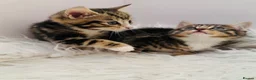 Mixed Breed cats for sale: beautifull kittens ready to go - Advert 8