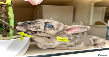 French Bulldog dogs - Advert 8