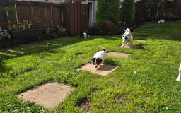 Jack Russell dogs for sale: Tricolour short legs Jack Russell  - Image 24