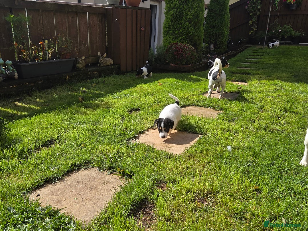 Jack Russell dogs for sale: Tricolour short legs Jack Russell  - Image 24