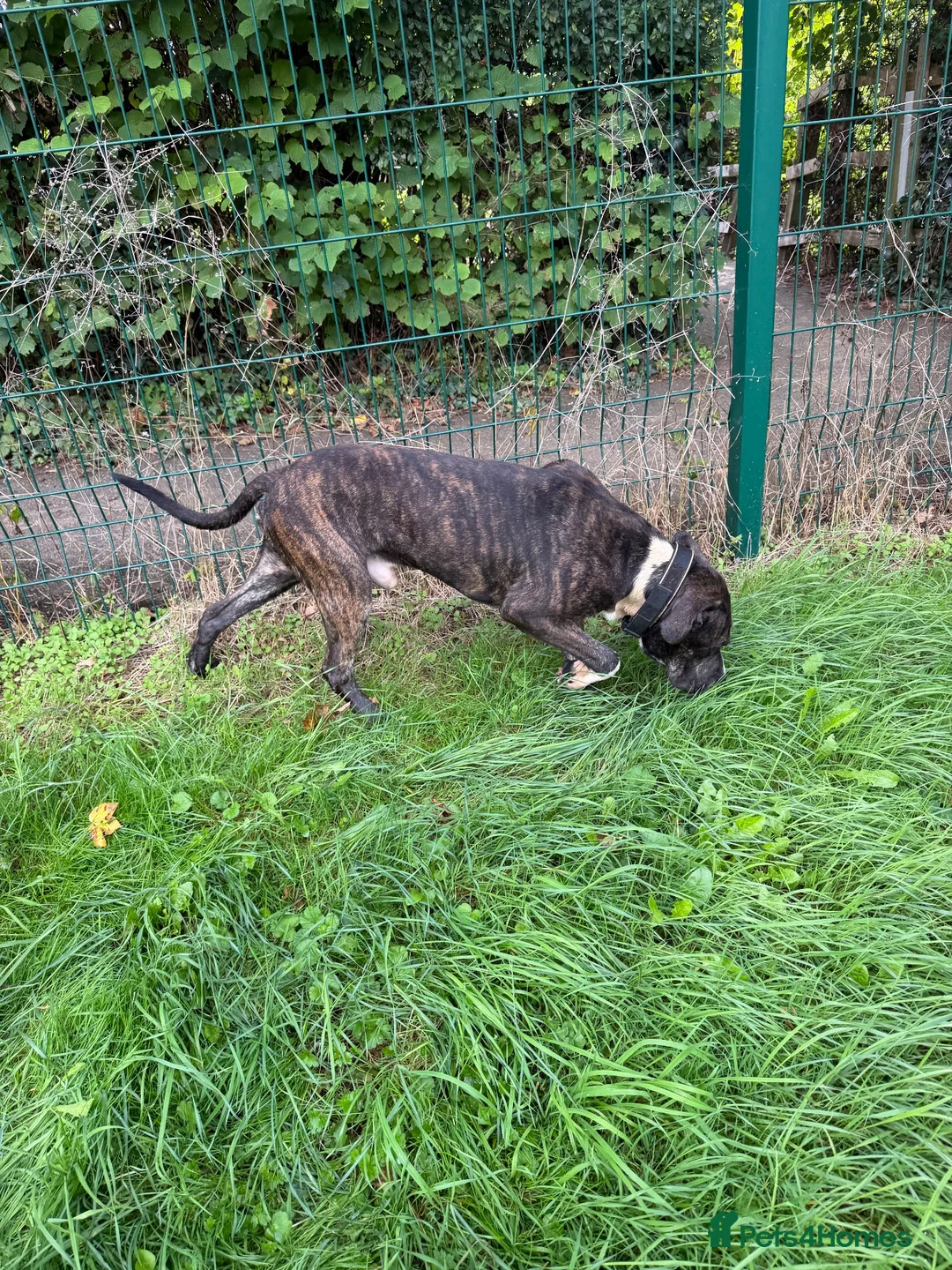 Presa Canario dogs for sale: Presa canario - Advert 8