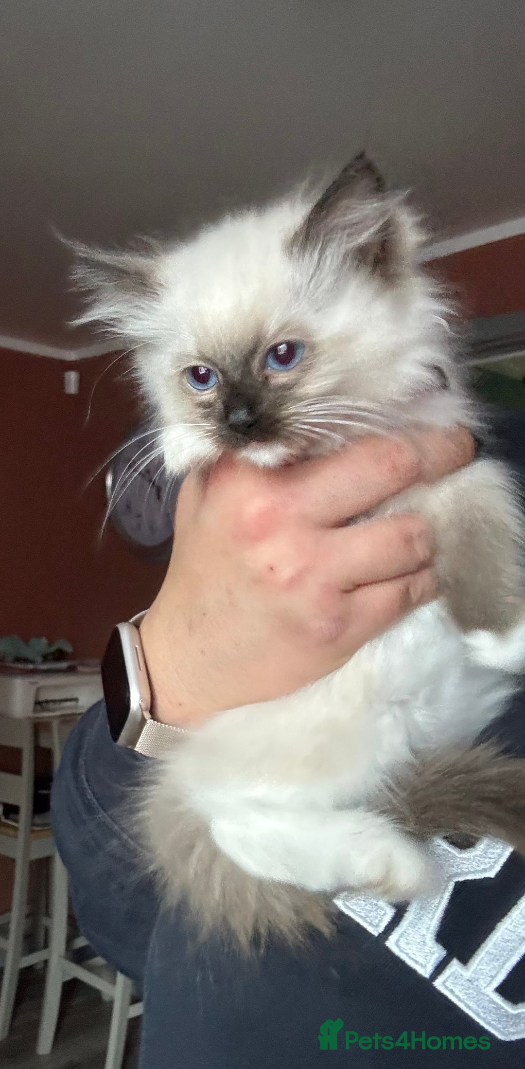 Ragdoll cats for sale: 5 gorgeous pedigree ragdolls - Image 4