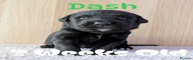 Green -Dash