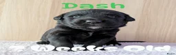 Mixed Breed dogs for sale: Golden Retriever X Greater Swiss Mountain Dog in North Shields - Advert 8
