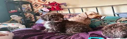 Cockapoo dogs for sale: Brown merle cockapoo  - Advert 5