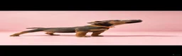 Lakeland Terrier dogs for sale: Lakeland terrier puppies (working type) - Advert 11