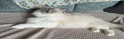 Ragdoll cats for sale: Ragdoll kittens  in Doncaster - Advert 14