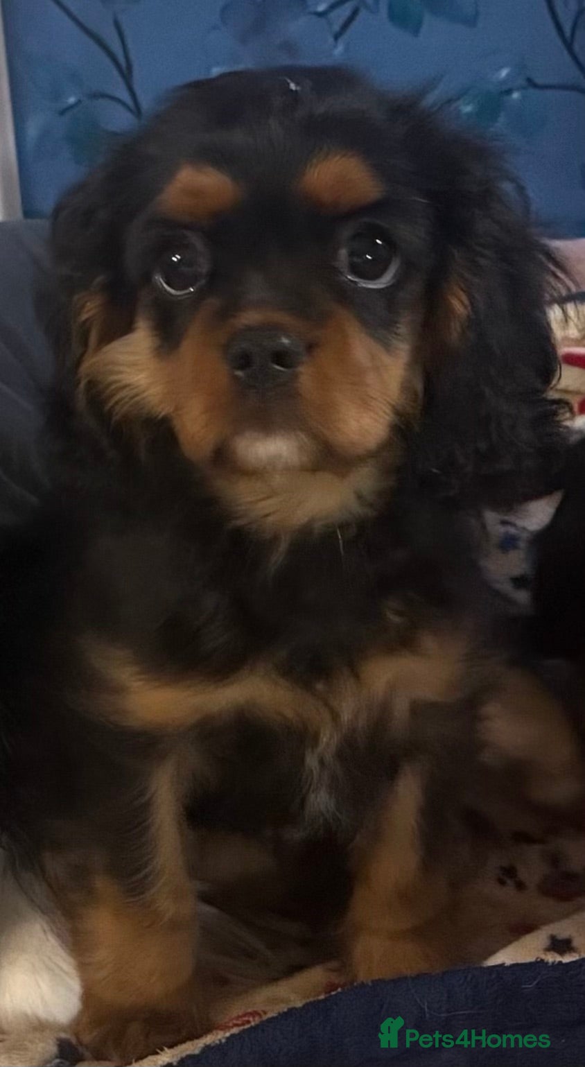 Cavalier King Charles Spaniel dogs KC REG Health tested one boy available now. - Advert 2