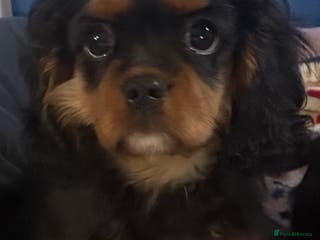 Cavalier King Charles Spaniel dogs KC REG Health tested one boy available now. - Advert 4