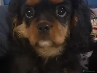 Cavalier King Charles Spaniel dogs KC REG Health tested one boy available now. - Advert 5