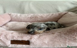 Dachshund dogs for sale: Beautiful Dachshund  - Image 6