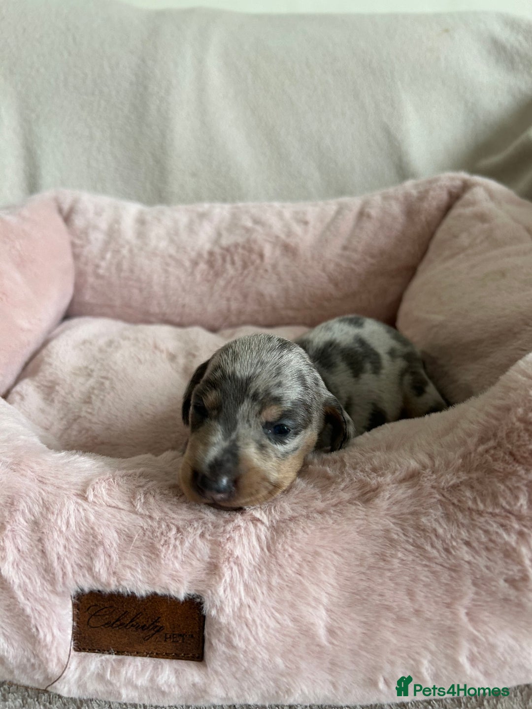Dachshund dogs for sale: Beautiful Dachshund  - Image 6