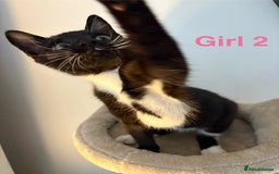 Domestic Shorthair cats for sale: 2 beautiful female kittens ready for adoption - Image 5