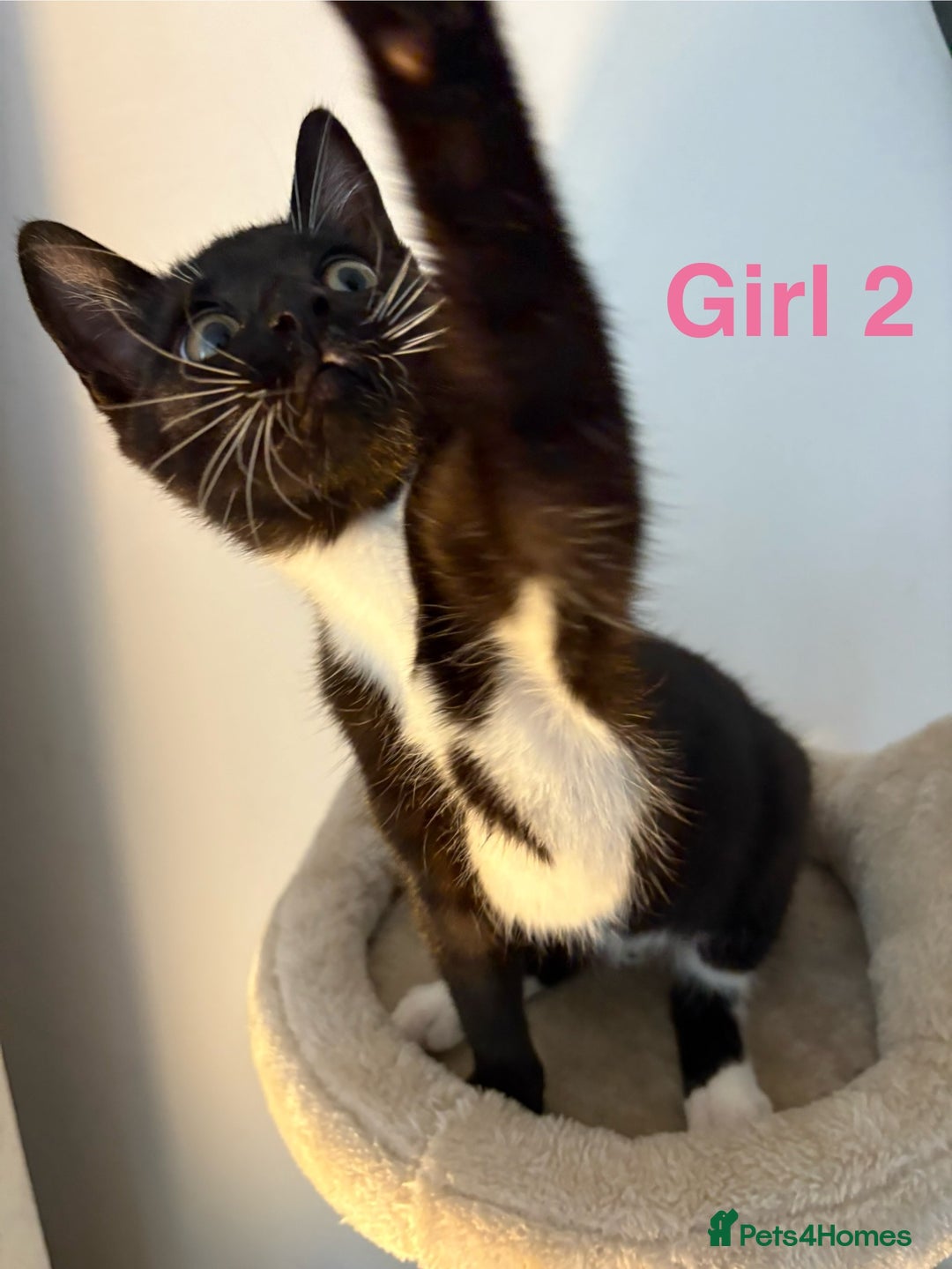 Domestic Shorthair cats for sale: 2 beautiful female kittens ready for adoption - Image 5