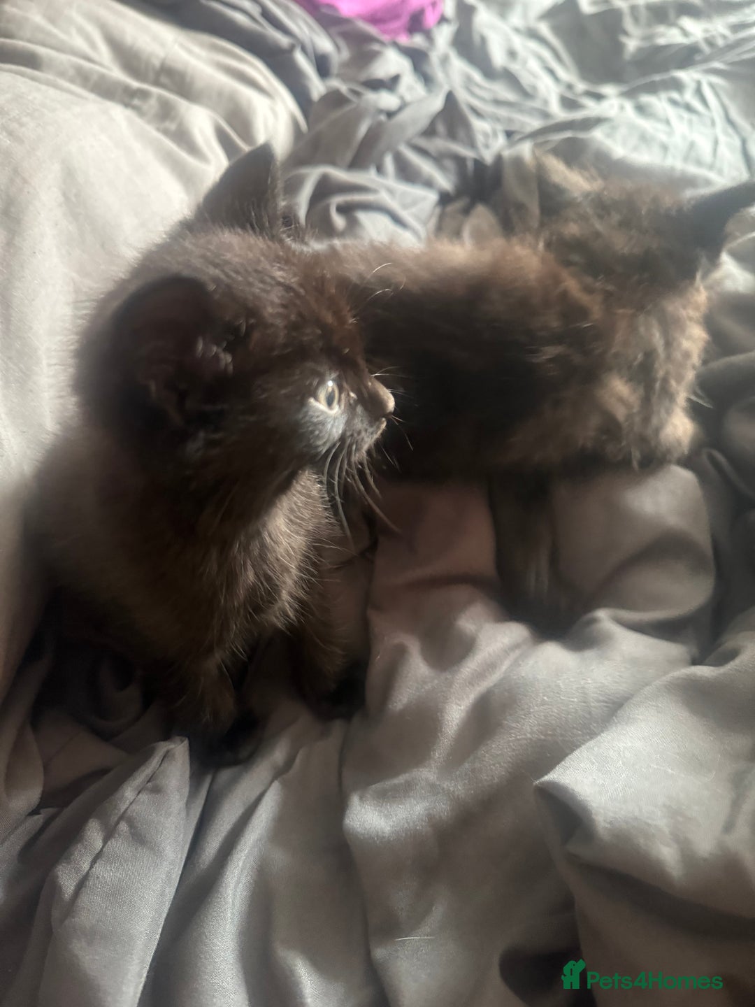 British Shorthair cats for sale: Kittens for sale - Image 4