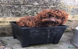 Cockapoo dogs for sale: LOOKING FOR A NEW LOVING HOME - Image 2