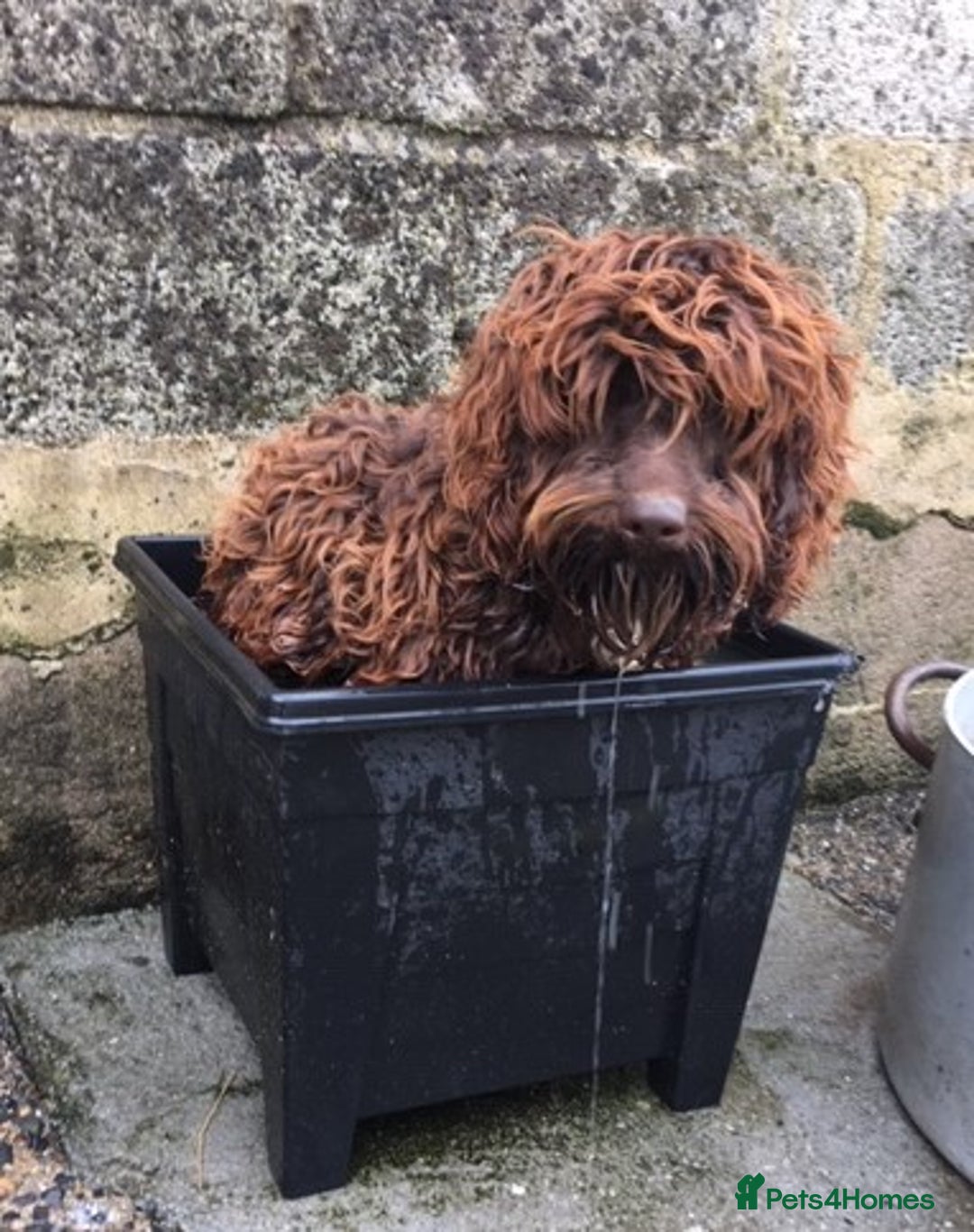 Cockapoo dogs for sale: LOOKING FOR A NEW LOVING HOME - Image 2