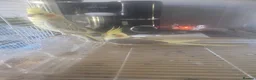 Cockatiels birds for sale: Fully grown cockatiels pair in Oldham - Advert 2