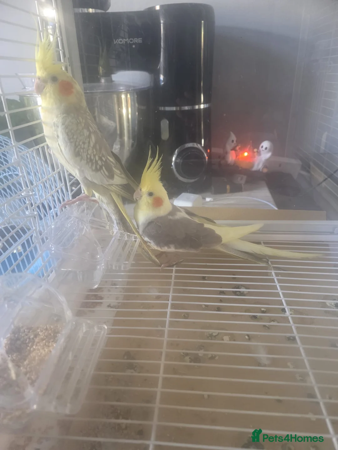 Cockatiels birds for sale: Fully grown cockatiels pair in Oldham - Advert 2