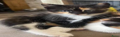 Mixed Breed Kitten 4