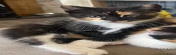 Mixed Breed cats for sale: 4 female kittens. mixed black white and ginger.  - Advert 2