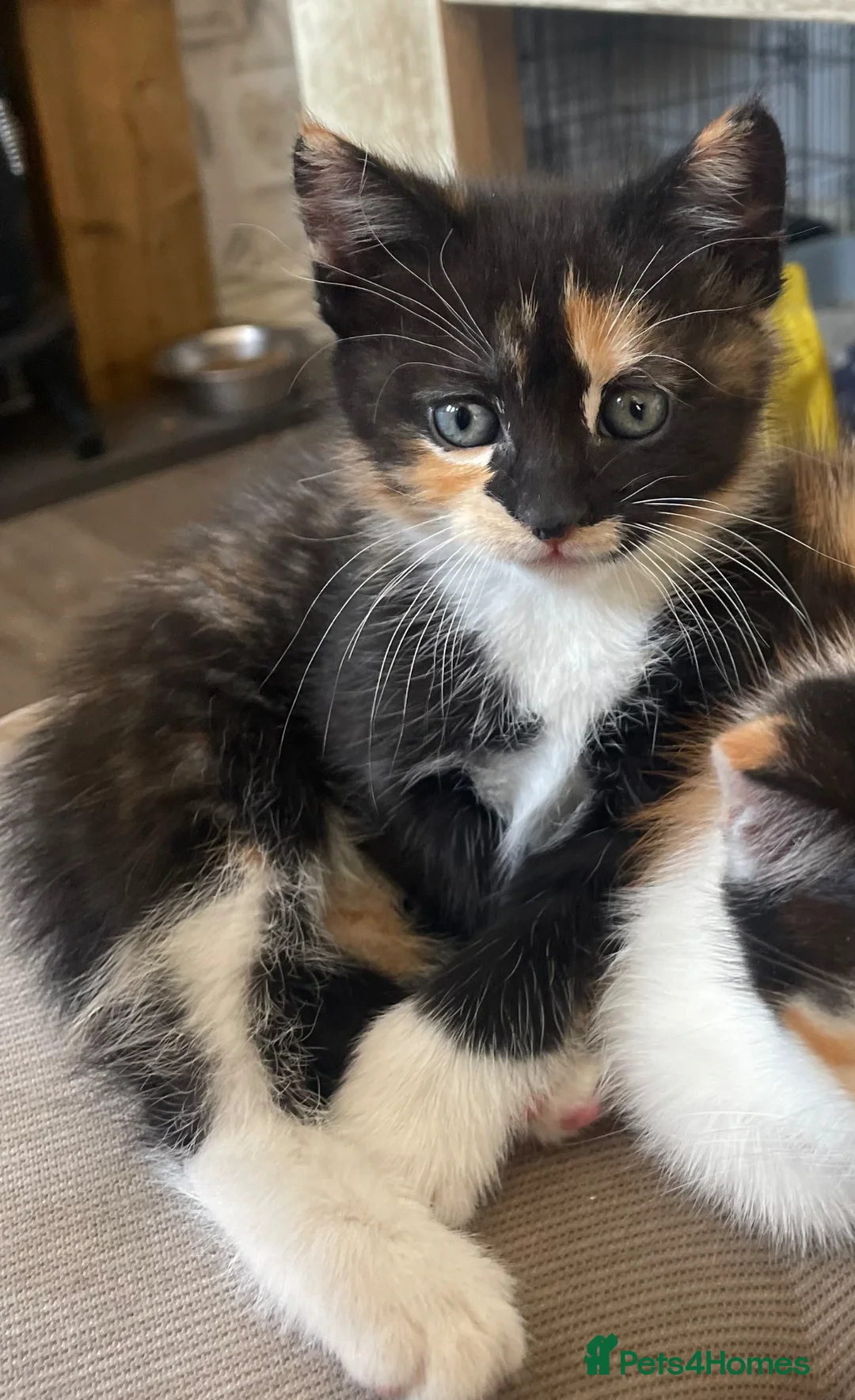 Mixed Breed cats for sale: 4 female kittens. mixed black white and ginger.  - Advert 2