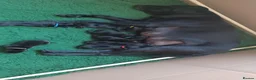 Labrador Retriever dogs for sale: KC Registered Working Labrador litter in Stockton-on-Tees - Advert 4
