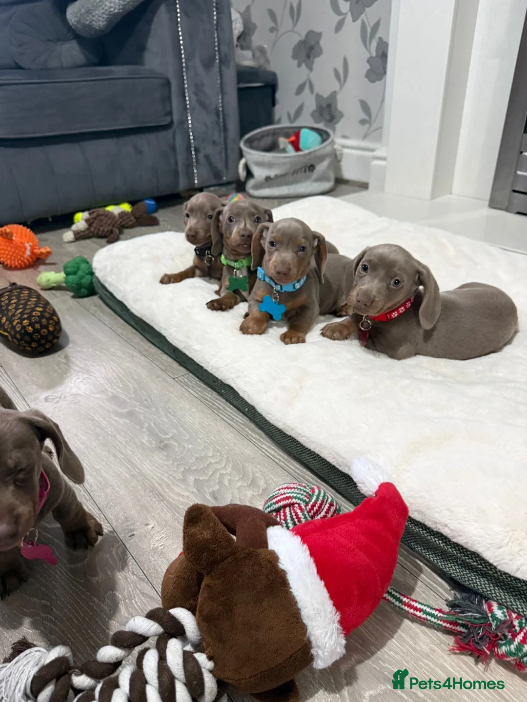 Miniature Dachshund dogs for sale: PRA Clear Miniature Dachshund Puppies  - Advert 8