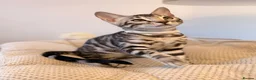 Bengal cats for sale: Exceptional Bengal Kittens Ready Now  - Advert 24