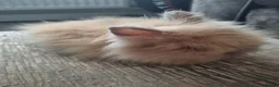 Lionhead rabbits for sale: Fluffy lionhead rabbits  - Advert 4