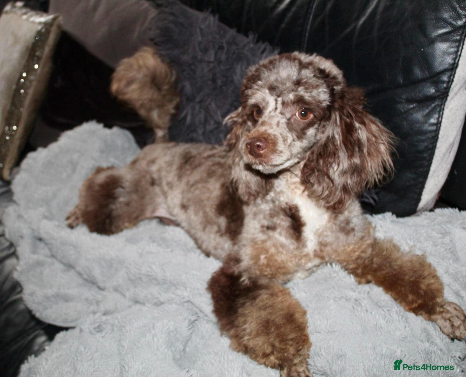 Miniature Poodle dogs Proven chocolate phantom merle mini poodle stud - Advert 20