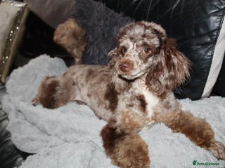 Miniature Poodle dogs - Advert 3