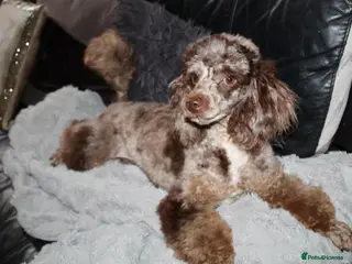 Miniature Poodle dogs Proven chocolate phantom merle mini poodle stud - Advert 9