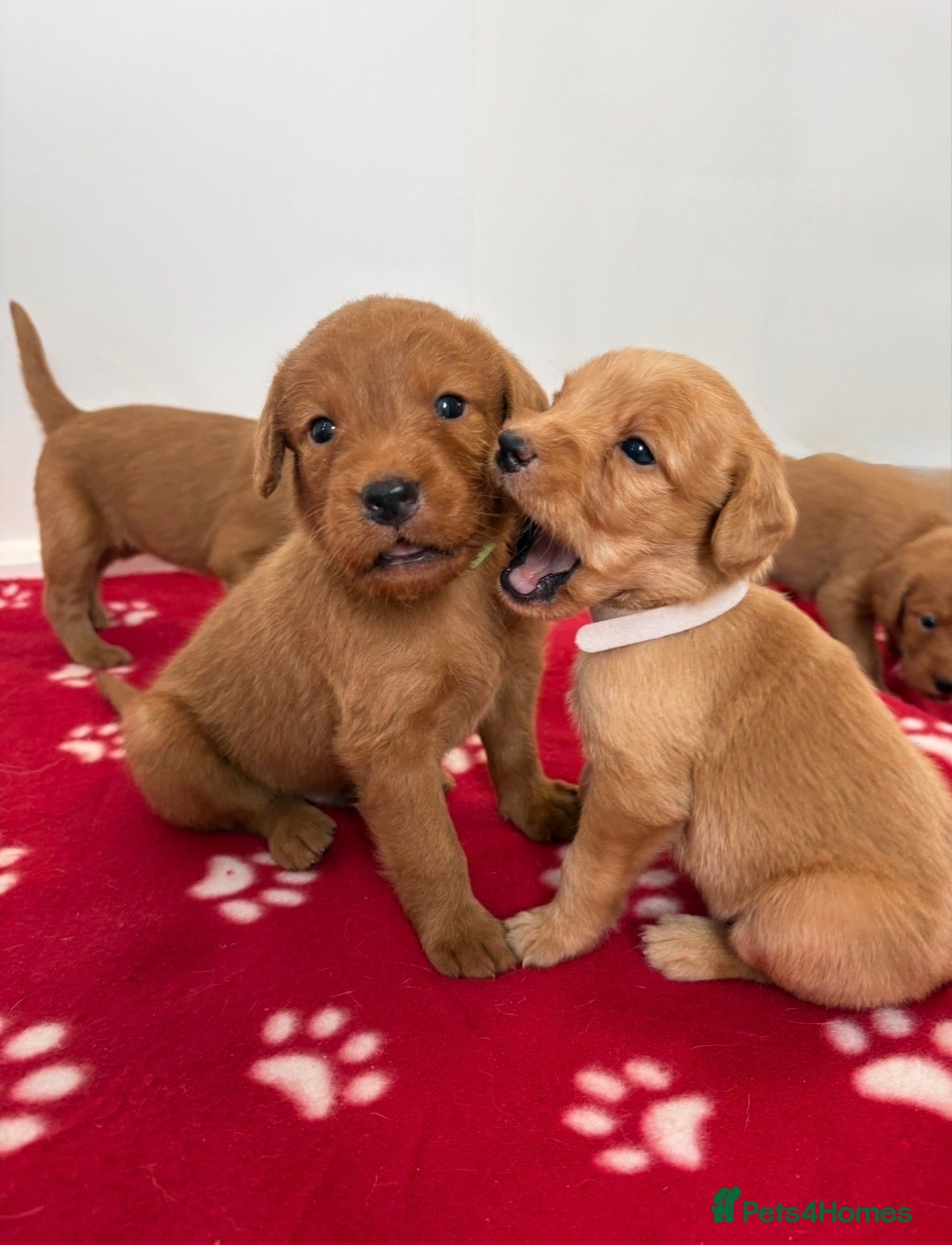 Labradoodle dogs Extensively Health Tested F1 Miniature Labradoodle - Advert 1