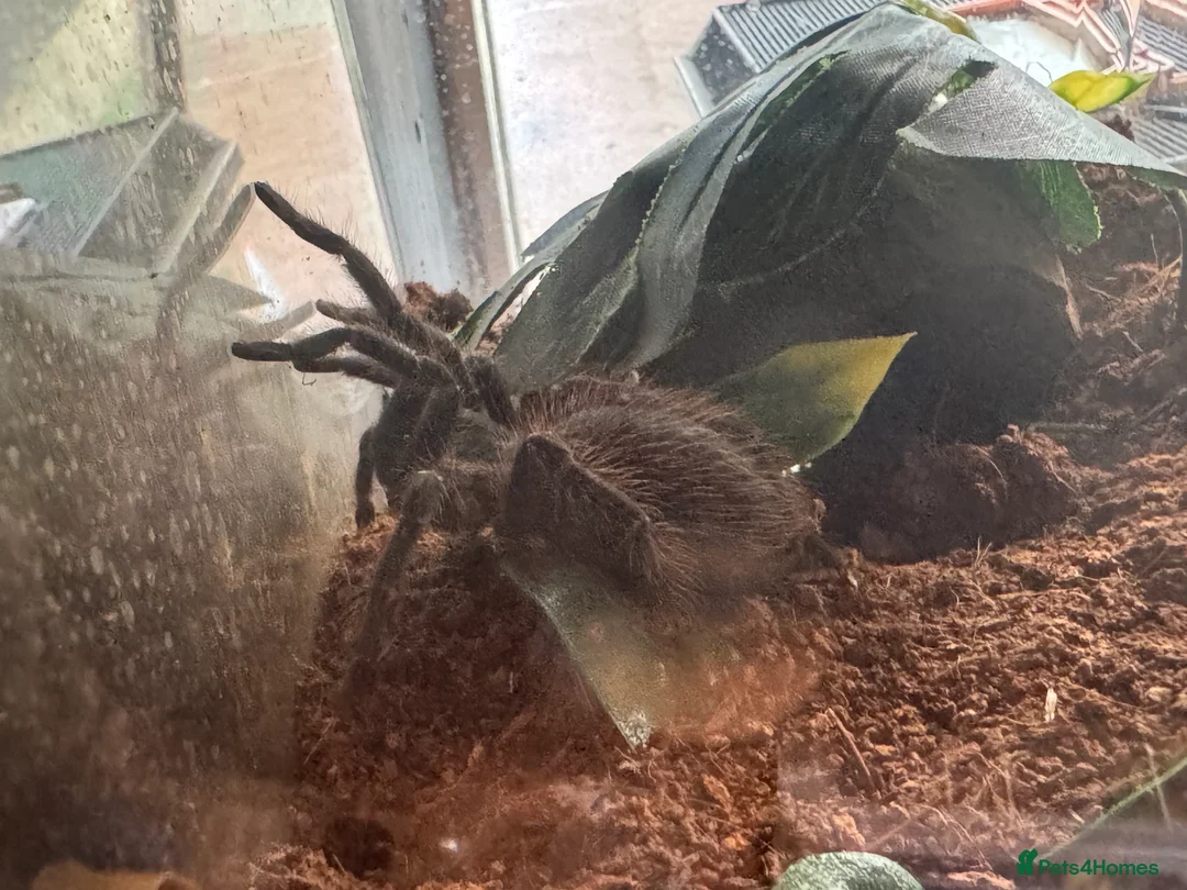 Tarantulas invertebrates for sale: Brazilian salmon pink bird-eating tarantula - Advert 3