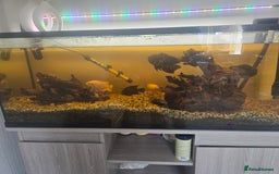 Other/Mixed Breed fish for sale: Fishtank with unit - Image 2
