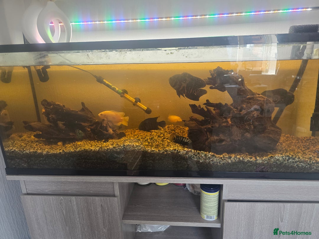 Other/Mixed Breed fish for sale: Fishtank with unit - Image 2
