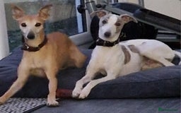 Whippet dogs for sale: KC Registered Whippet Pups - 2 girls left - Image 10