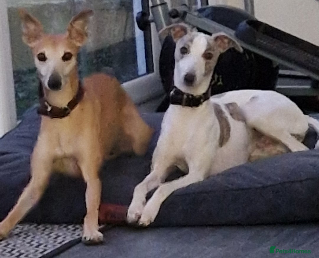 Whippet dogs for sale: KC Registered Whippet Pups - 2 girls left - Image 10