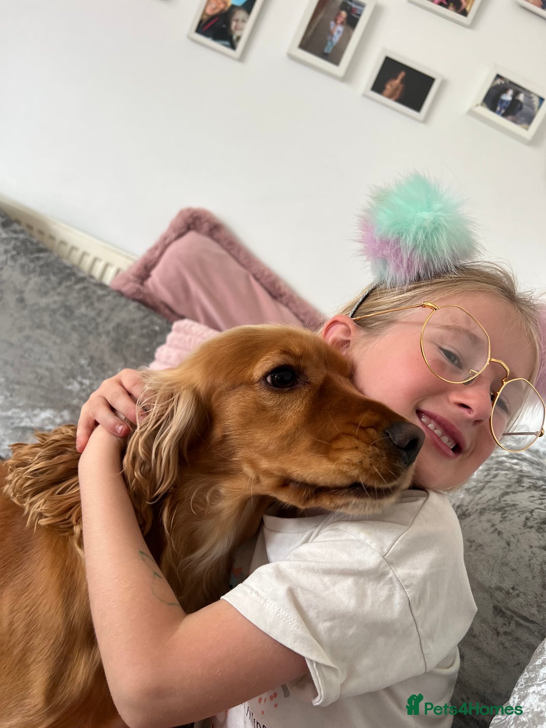 Cocker Spaniel dogs for sale: Meet Daisy – looking for her forever home❤️ - Advert 29