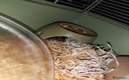 Hamster rodents for sale: Dwarf hamsters  - Image 2