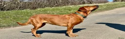 Labrador Retriever dogs for sale: KC registered Fox Red Labrador puppies. - Advert 8