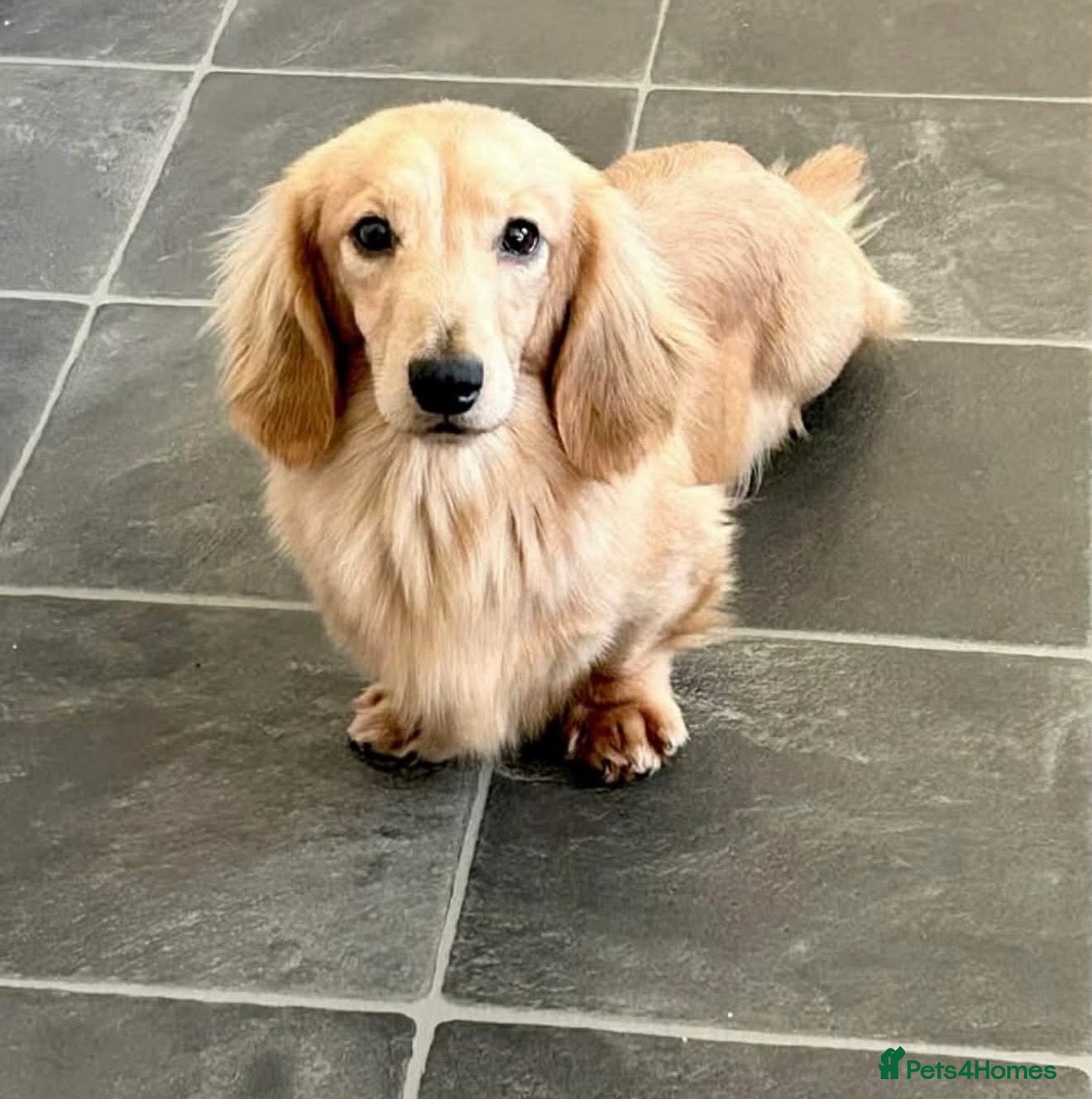 Miniature Dachshund dogs for sale: Miniature longhaired dachshunds  - Advert 25