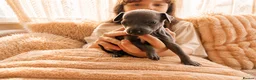 Italian Greyhound dogs for sale: 1 BOY LEFT Italian Greyhound Puppies - Advert 14