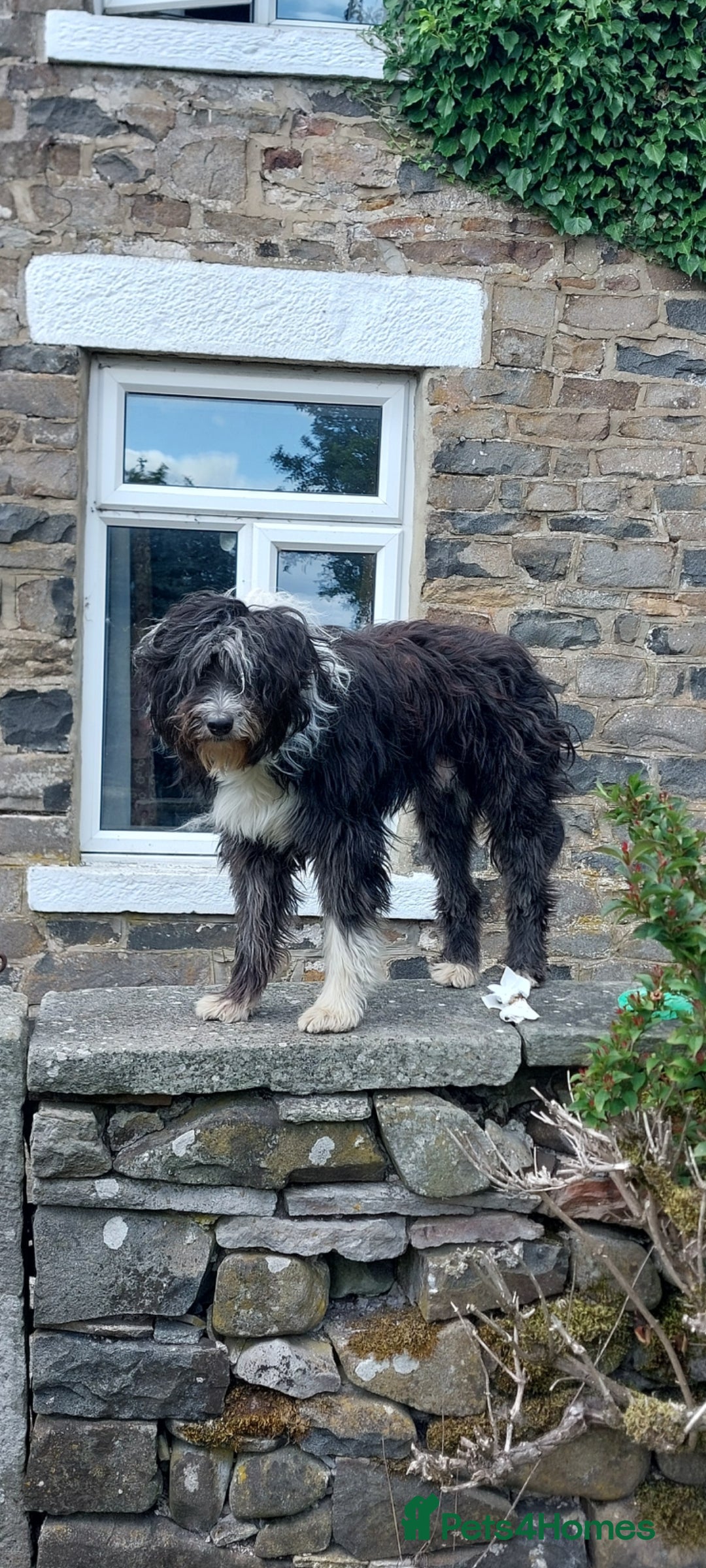 Bearded Collie dogs for stud: Working Bearded Collie for Stud. - Image 3