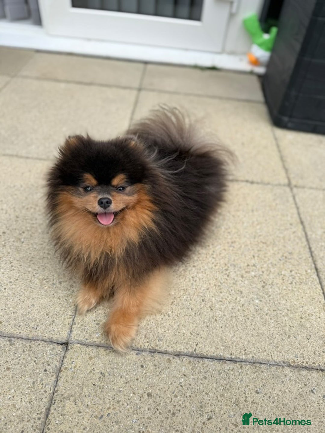 Pomeranian dogs for stud: BLUE & TAN TEDDY STUD - Advert 2