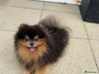 Pomeranian dogs - Advert 26