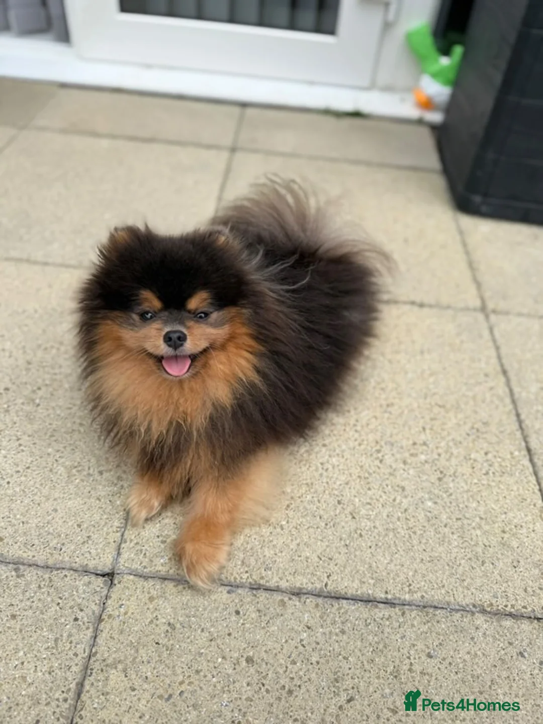 Pomeranian dogs for stud: BLUE & TAN TEDDY STUD - Advert 2