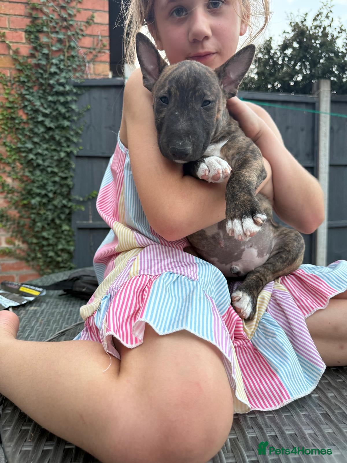 Miniature Bull terrier dogs Miniature English bull terriers - Advert 2